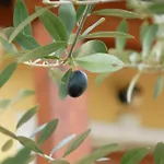 Stancija Kovacici Bed & Breakfast Opatija