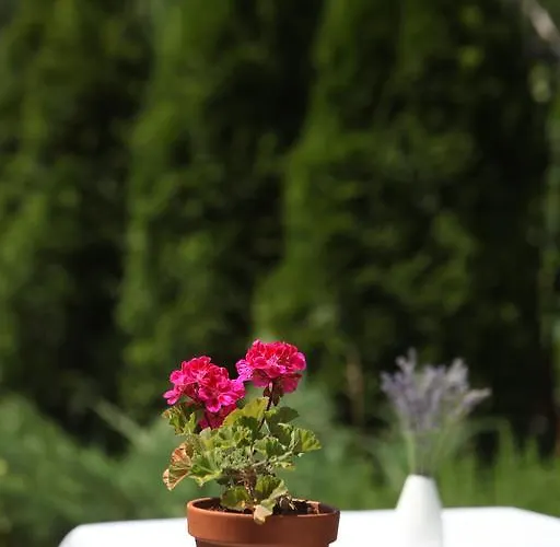 Stancija Kovacici 4*