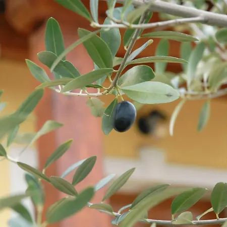 فندق مبيت وإفطار Stancija Kovacici 4*