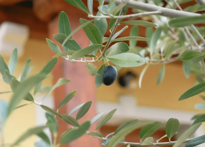 فندق مبيت وإفطار Stancija Kovacici 4*